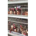 Automatic Chicken Layer Cage A3-96/Layer egg Chicken Cage for sale in Philippines/Poultry Farm House Design